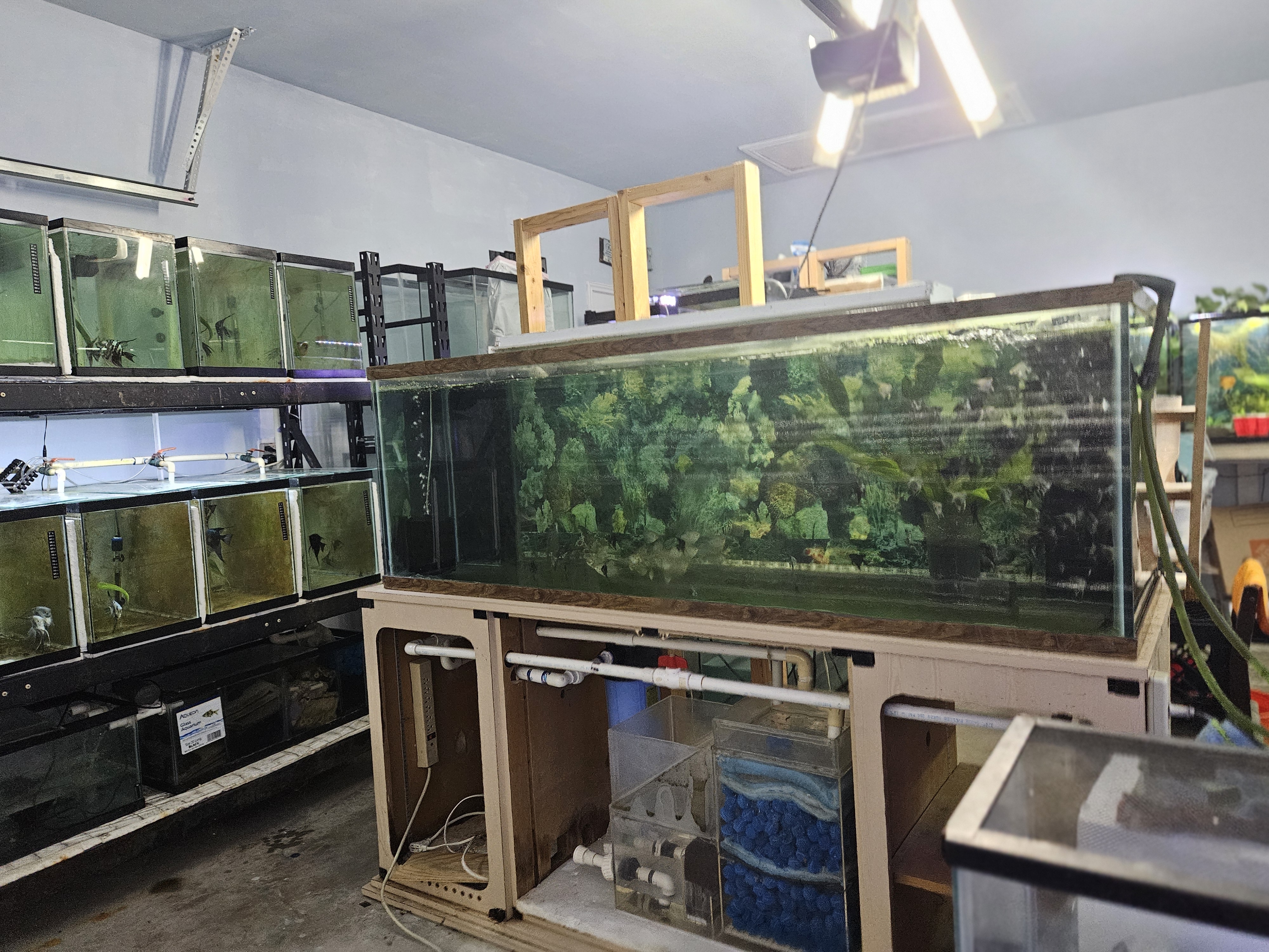 Daniel's Angel Fish hatchery tank setup